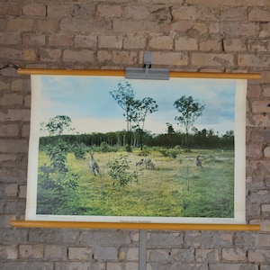Kangourous en Australie, Outback : affiche éducative de carte murale d'école allemande vintage des années 1970 rouler vers le bas grande impression de photo couleur