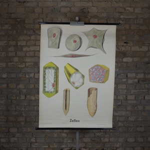 Soorten cellen, Biologie: originele vintage jaren 1970 Duitse educatieve poster school muur grafiek roll down print Wetenschap modernistische illustratie