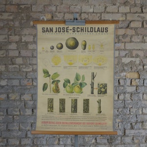 San Jose Waage, ObstMin, Insekt: original vintage 1920er Jahre Lehrposter Schule Wandkarte Roll down Druck Pflanze Entomologie