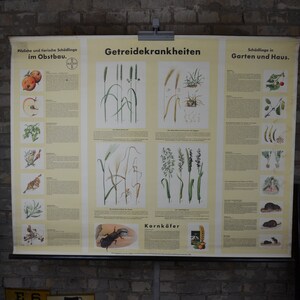 Parassiti del giardino e del frutteto: poster da parete della scuola educativa tedesca originale degli anni '20, stampa vintage di biologia della frutta agricola