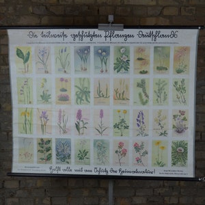 Beschermde wilde bloemen en planten: originele antieke jaren 1930 Duitse educatieve basisschool poster muurkaart print tuin kruiden flora