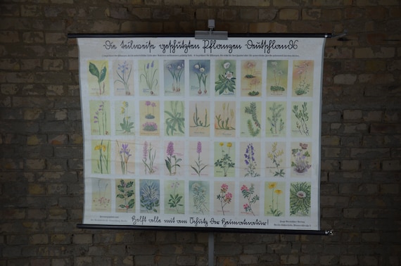 Protected Wild Flowers & Plants: Original Antique 1930s German Educational  Elementary School Poster Wall Chart Print Garden Herbs Flora - Etsy