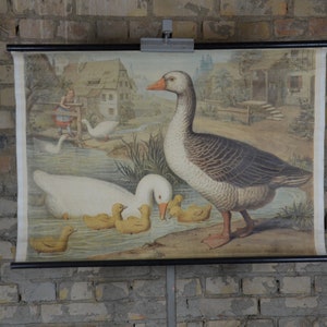 Goose antique print -  Österreich