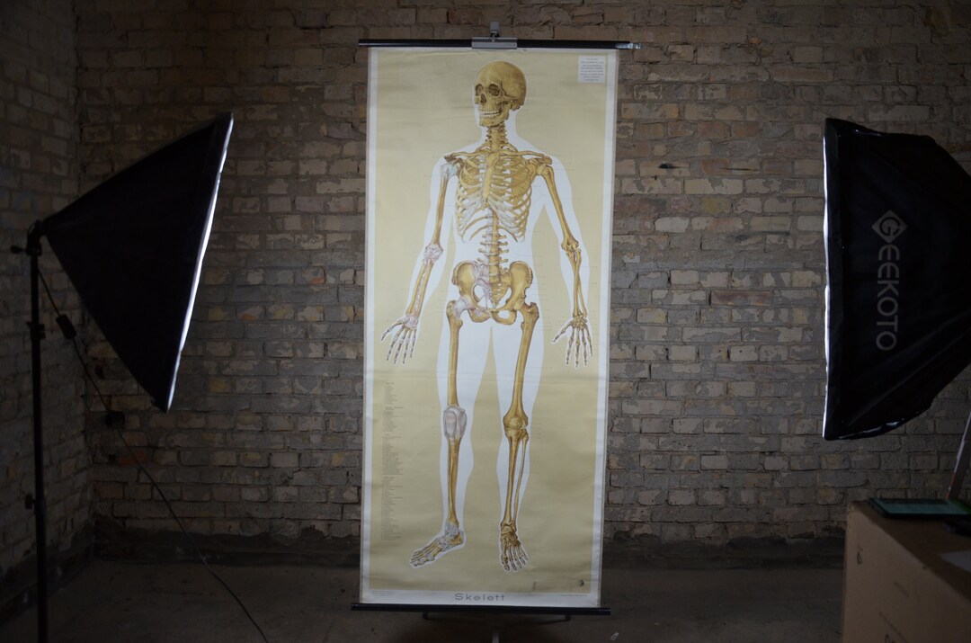 Human Skeleton: Original Large Vintage 1950s German Educational Poster ...
