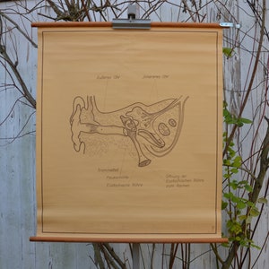 Human Ear Anatomy: Original Vintage 1960er Jahre Lehrposter Schule Wandkarte Anatomie Druck Hörakustik Trommelfell