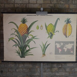 Plante d'ananas : affiche éducative tchèque originale des années 1970, tableau mural scolaire, impression botanique, biologie, fruit tropical, ananas du milieu du siècle