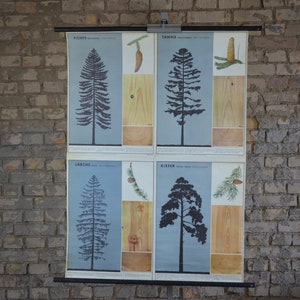 Nadelholz, Bäume: original vintage 1960er Jahre Lehrschule Poster Wandkarte Tischler Holzarbeit Holz FichtenHolz Druck
