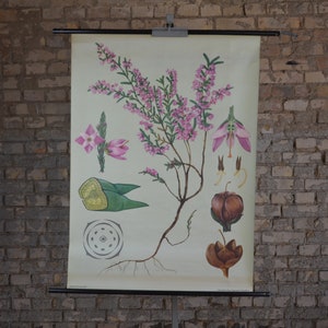 Heather, Erica arbusto: original vintage de la década de 1960 póster educativo alemán gráfico de pared rollo abajo impresión Jung Koch Quentell flor violeta