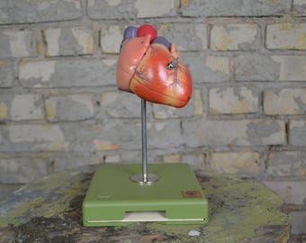 Puede incluir: Un modelo anatómico vintage de un corazón humano en un soporte verde. El corazón está pintado en tonos de rojo, rosa y morado, con venas y arterias visibles.