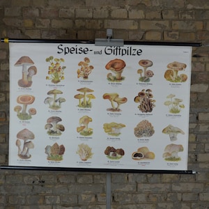 Essbare & giftige Pilze: Original Vintage 1950er Jahre Lehrposter Volksschule Wandkarte Druck Wald antik Guide