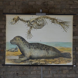 Seehund: Original Vintage 1920er Lehrposter Schule Wandkarte Roll down antike Lithographie Ozean Meer Wasser Tier Skelett