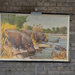 Nilpferd Flamingo: Original Vintage 1950er Schwedisches Lehrposter Schule Wandkarte Druck antik Afrika Safari Wasserloch Fauna