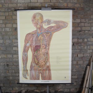 Anatomie des Menschen, Lymphsystem: original vintage 1960er Jahre Lehrtafel Medizin Lehrtafel Anatomie des Körpers Organe