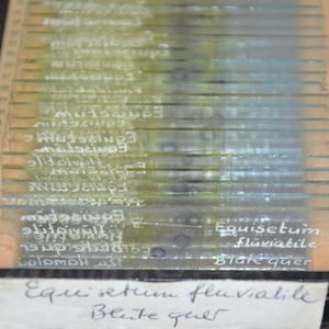 Antique Botanical Microscope Slides, 1950s: Equisetum fluviatile, Water Horsetail flower plant specimens in original box, German University