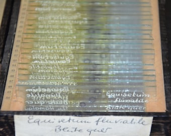 Antique Botanical Microscope Slides, 1950s: Equisetum fluviatile, Water Horsetail flower plant specimens in original box, German University