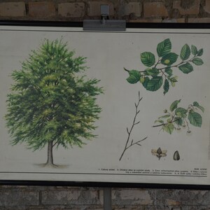 Europäische Buche (Fagus sylvatica): Original Vintage 1980er Jahre Tschechisches Lehrposter Schule Wandkarte Roll down Druck Pflanze botanisch