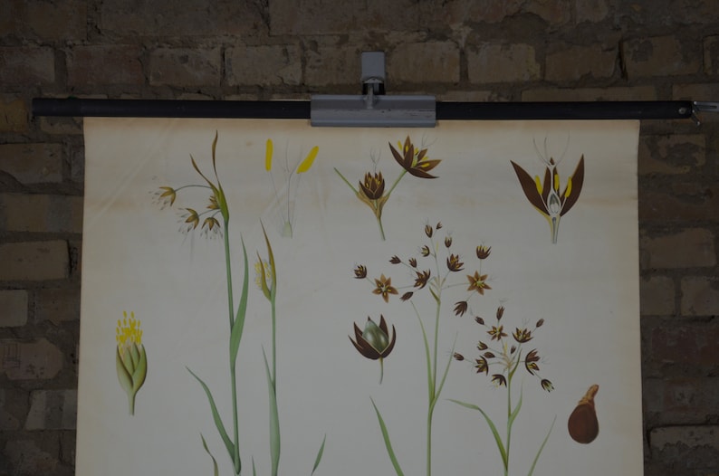 May include: A vintage botanical chart displaying detailed illustrations of various plant species. The chart features drawings of flowers, stems, and seeds in shades of brown, yellow, and green against a cream background. It is mounted on a black metal rod.