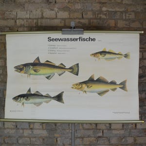Poisson d'eau de mer comestible : affiche éducative originale allemande des années 1960, affiche murale d'école, cuisine imprimée, morue, lieu noir, aiglefin, merlan, pêche