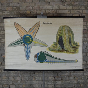 Starfish Anatomy: affiche éducative allemande vintage originale pull down carte scolaire biologie marine Schulwandkarte impression anatomique en haute mer
