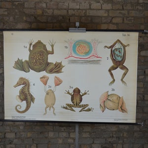 Amphibien Eier, Seepferdchen, seziert: original antik 1920er Jahre Lehrposter Schule Wandkarte Lithografie seltsame Anatomie Kuriosität vintage