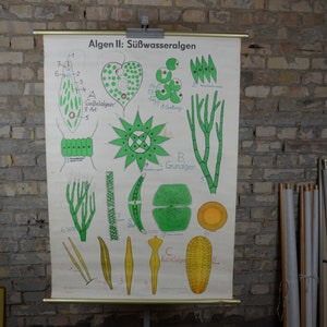 Zoetwateralgen: originele vintage jaren 1970 abstracte Duitse educatieve poster schoolwandkaart oprollen botanische print microscopie wetenschap