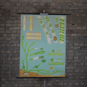 Algues, Spirogyra: original vintage des années 1960 Affiche éducative allemande carte murale de l’école rouleau bas imprimé botanique Jung Koch Quentell plancton