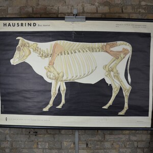 Kuh Skelett, Rinder, Rind: original 1950er Jahre Schulposter Schulposter rollen anatomischer Druck Skelett Anatomie