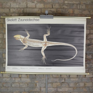 Anatomie van zandhagedis, skelet: originele vintage jaren 80 Duitse educatieve poster uit het midden van de eeuw school muurkaart print wetenschap reptiel eigenaardigheid