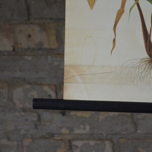May include: Vintage botanical print depicting a plant with roots, stems, and leaves, mounted on a black wooden rod. The poster is displayed against a textured brick wall, creating a rustic aesthetic.