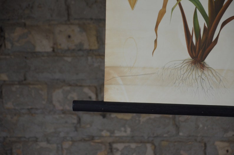 May include: Vintage botanical print depicting a plant with roots, stems, and leaves, mounted on a black wooden rod. The poster is displayed against a textured brick wall, creating a rustic aesthetic.