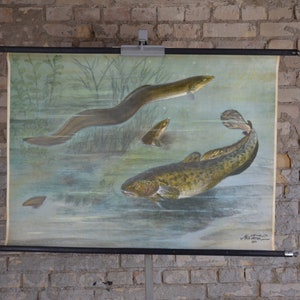 Süßwasserfisch, Aal: Original Vintage 1930er Schwedisches Lehrposter Schule Wandkarte Druck Angeln Küche Biologie Fluss antik