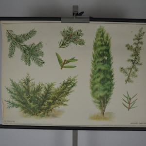 Europäische Eibe, Populus tremula: alte 1980er Jahre Lehrtafel als Schulwandkarte, Schulwandkarte, Schulwandkarte, Schulwandkarte