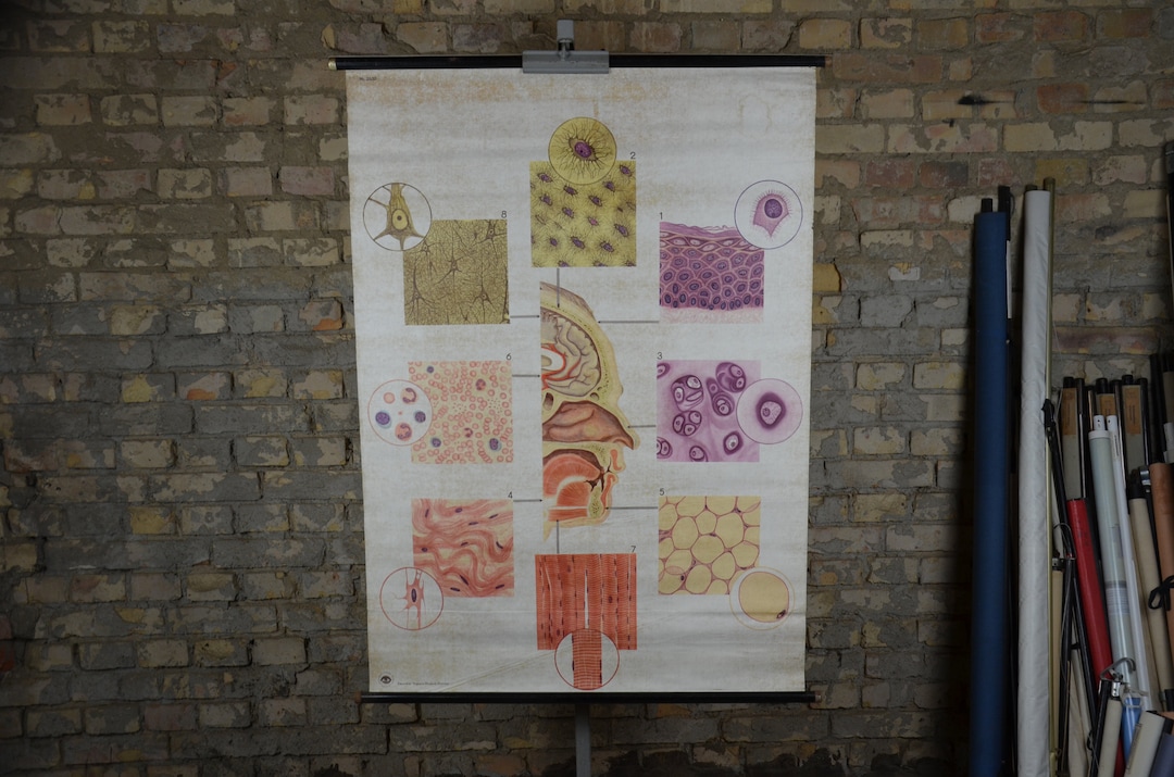 Human Head Tissue Anatomy Original Vintage 1970s German Medical