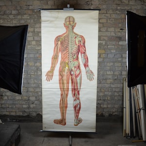 Menschliches Nervensystem, lebensgroß: original Vintage 1950er Jahre Deutsches Lehrposter Anatomische Schulwandkarte Anatomie Rückenmark Gehirn