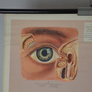 Human Eye Anatomy: Original Vintage 1960er Jahre Medizinisches Lehrposter Schule Wandkarte Farbdruck Optometrist Vision Illustration
