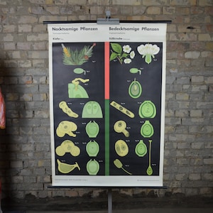 Cherry & Pine Tree: originele vintage jaren 1960 Duitse educatieve schoolposter roll down wandkaart Biologie botanische plant bloem Plantkunde