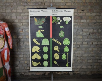Cherry & Pine Tree: original vintage 1960s German educational school poster roll down wall chart Biology botanical plant flower Botany