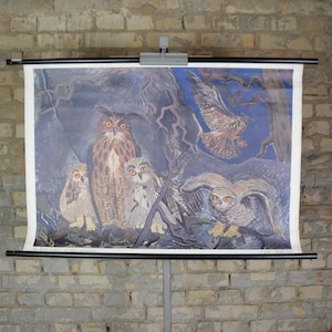 Uhu, Uhu: 1950er Jahre Schweizer Lehrposter Schulwandkarte Rollkarte Illustration Vogel von Uhu (Uhu).