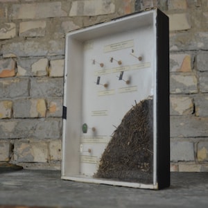 Insecten, Anthill, Mieren: originele antieke jaren 1920 educatieve Tsjechische school specimen collectie vitrine doos biologie vintage entomologie