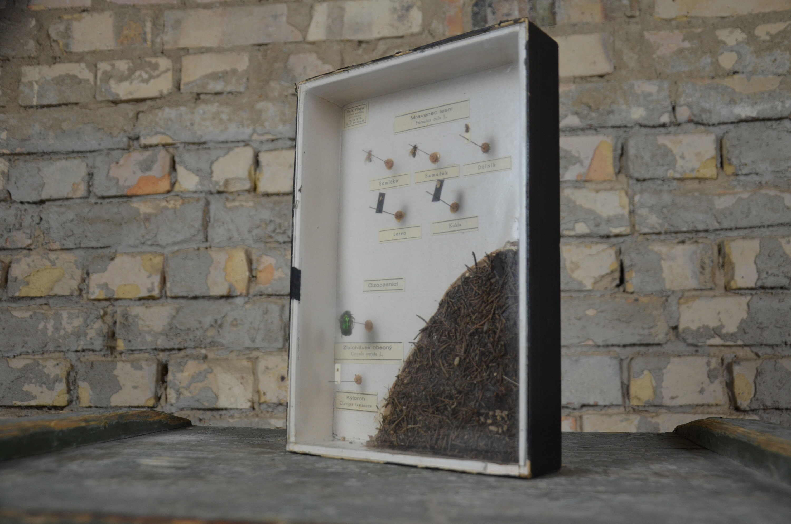 Insects, Anthill, Ants: Original Antique 1920s Educational Czech School ...