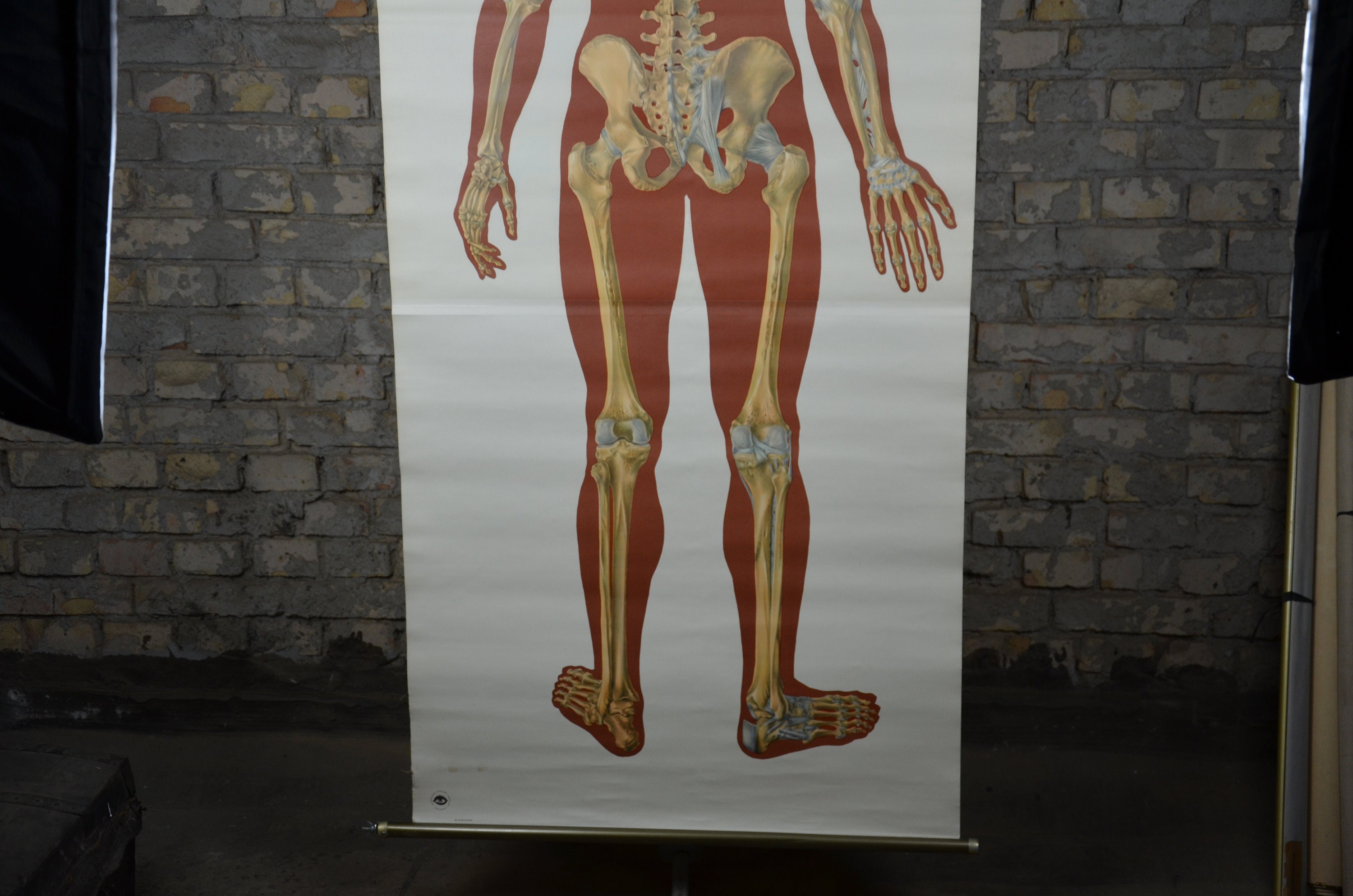 German Skeleton Skeleton (back), Human Anatomy: Original Vintage 1960s German ...