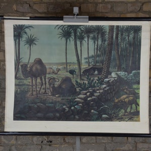 Dromadaire, autruche, hyène: original vintage des années 1950 Affiche éducative suédoise carte murale de l’école rouleau vers le bas imprimer des chameaux anciens Afrique du Nord