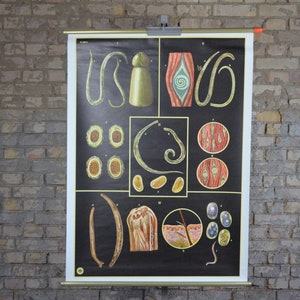 Ténia, Parasite: original vintage des années 1960 Affiche éducative allemande carte murale de l’école rouleau bas imprimé disséqué curiosité médicale bizarrerie
