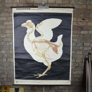 Esqueleto de pollo: original vintage alemán 1960 cartel educativo escuela pared gráfico biología gallina anatomía huevo aves cocina antigua impresión