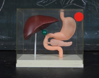 Human Digestive Tract Anatomy: vintage anatomical model original 1970s German medical educational oddity curiosity classroom visual aid