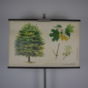 Ahornbaum, Acer Platanoides: Original Vintage 1980er Jahre Tschechisches Lehrposter Schule Wandkarte Roll down Druck Wald Kanada Blätter Sirup