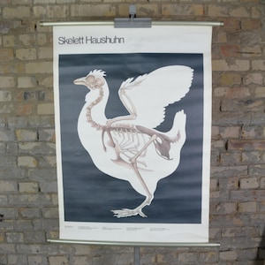 Squelette de poulet : affiche éducative originale allemande des années 1980, tableau mural scolaire biologie, anatomie de la poule, oeuf, volaille, cuisine, impression antique