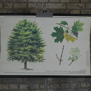 Albero di acero norvegese: poster educativo ceco vintage originale degli anni '80, carta da parati della scuola, roll up, stampa botanica, foresta di biologia vegetale su tela
