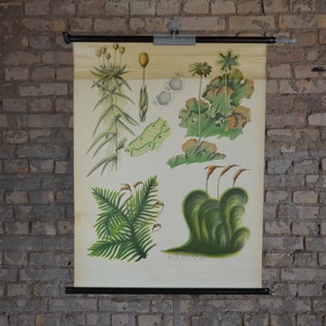 Mousse de tourbe, mousse à balais, armoise à balais, gravure botanique ancienne: original vintage des années 1920 Affiche éducative allemande carte murale lithographie