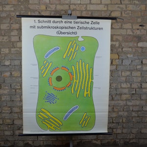 Animal Cell Microscope Section: originele vintage jaren 1970 Duitse educatieve poster school muurkaart rol naar beneden print Wetenschap Biologie modernist